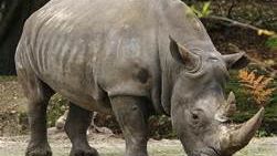 Rhino