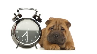 Dog and clock