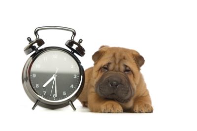 Dog and clock