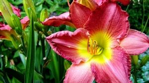 Summer decorating audubon downs