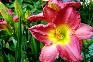 Summer decorating audubon downs