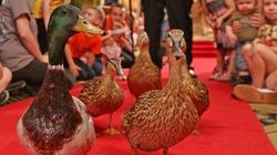 Peabodymemphis duck2