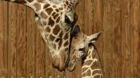 Babygiraffe