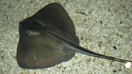 Stingray