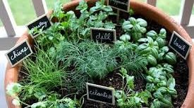 Containerherbs