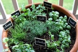 Containerherbs