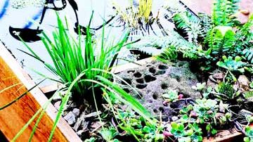 Deckpond