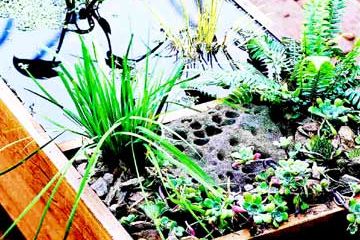 Deckpond