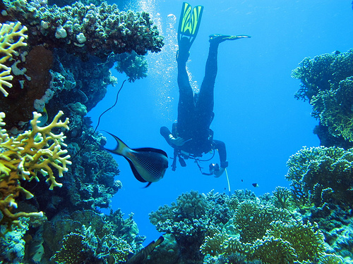 scuba diver