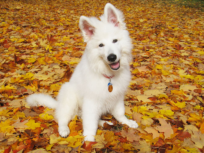 FallPets