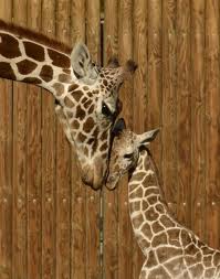 babygiraffe