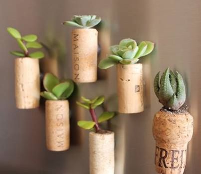 corkplant