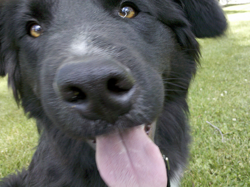 large black dog