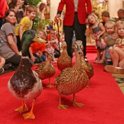 peabodymemphis-duck2