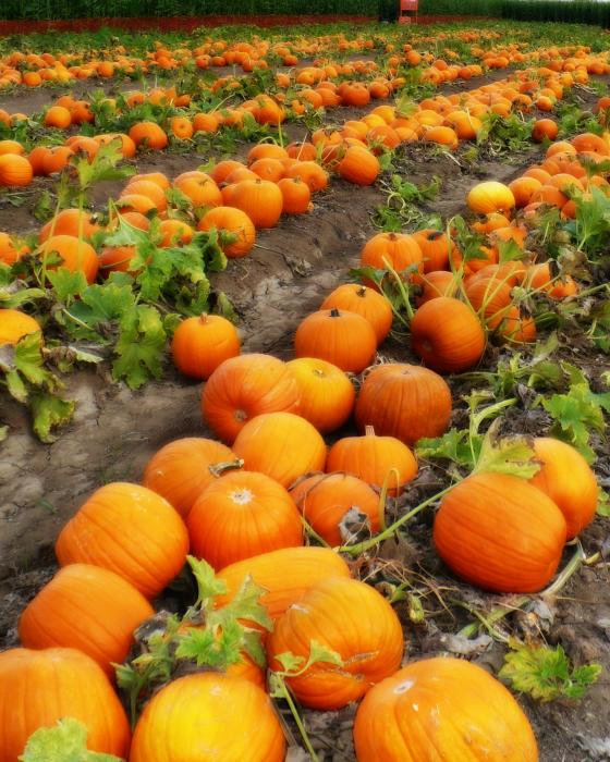 pumpkin-patch