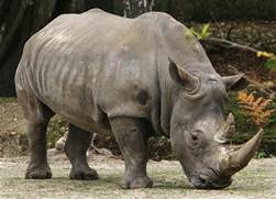 rhino