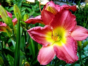 summer-decorating-audubon-downs a pink flower