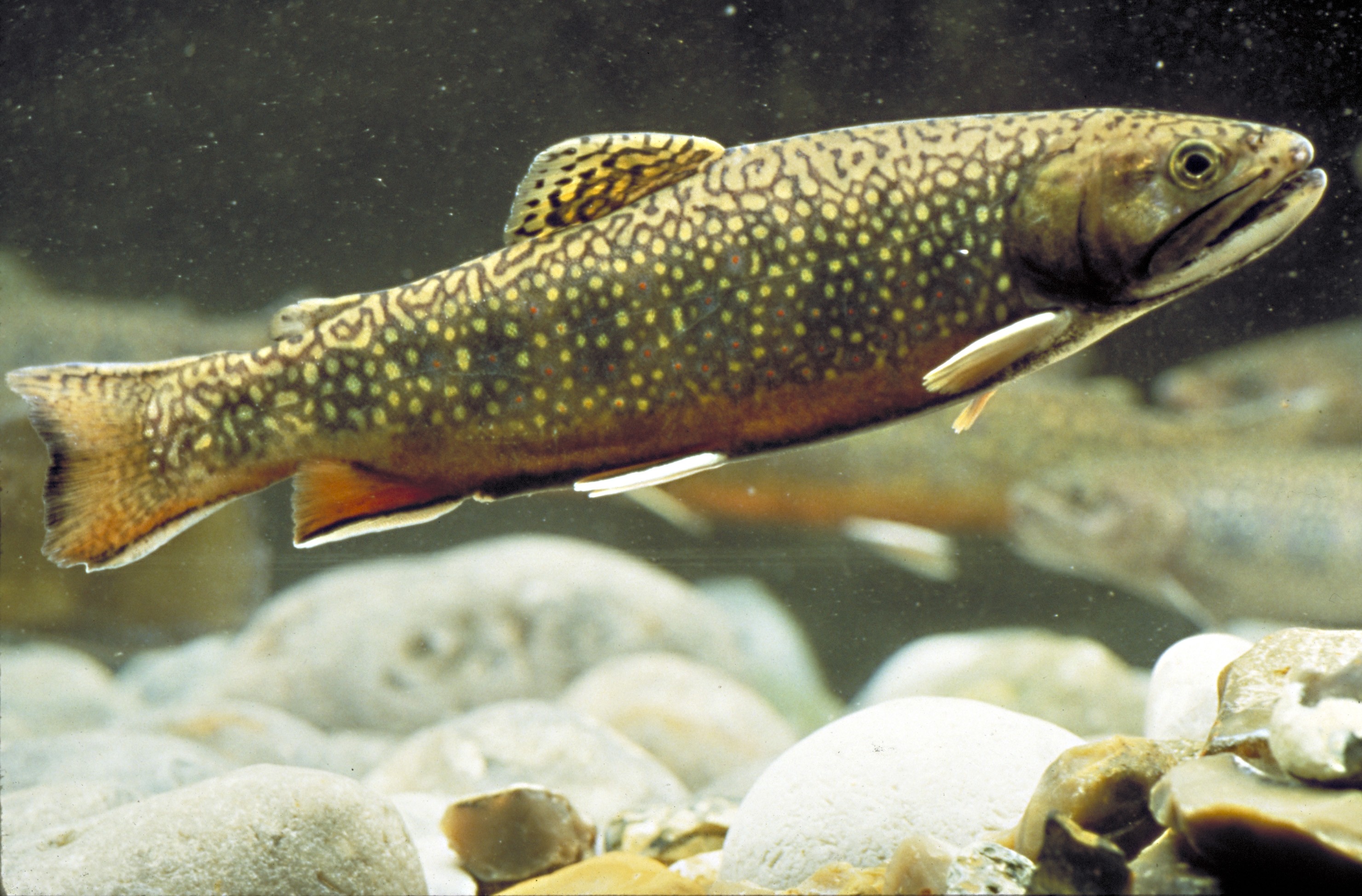 trout