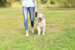 Owner with Golden Retriever dog walking together in park