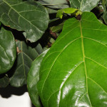 fig tree